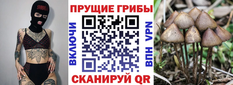 Галлюциногенные грибы мицелий  купить наркотики сайты  Михайлов 
